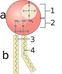 201px-0301_phospholipid_structure_labeled
