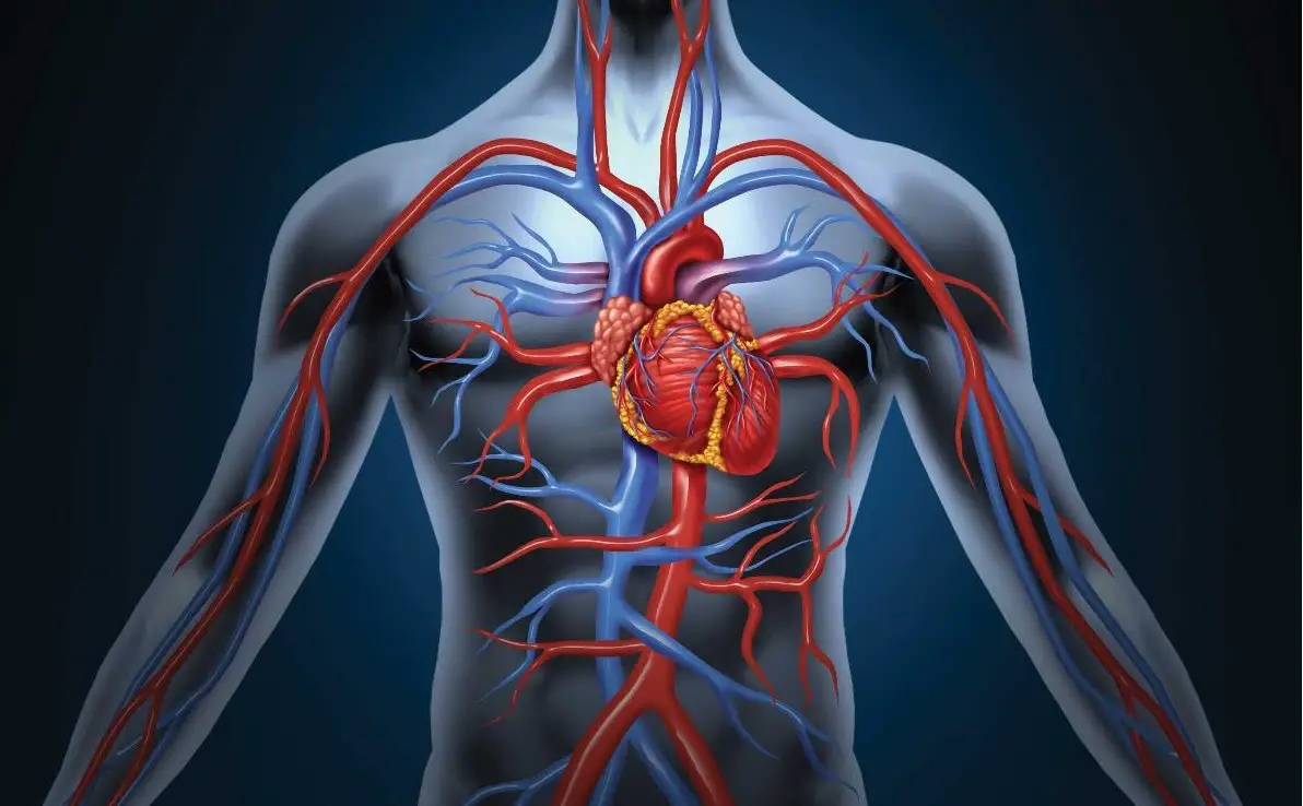 Circulatory System: Heart Structures and Functions – Moosmosis