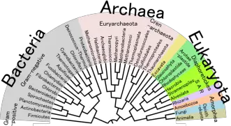 800px-phylogenetic_tree_of_life