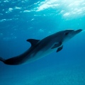 Atlantic Spotted Dolphin – Stenella Plagiodon