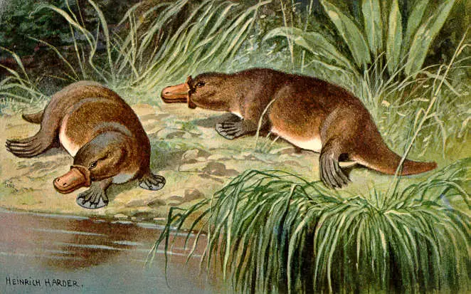 platypus evolution