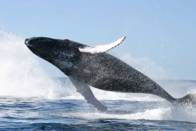 Humpback Whale that is full breaching.