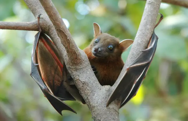 Fruit bat, Cynopterus brachyotis