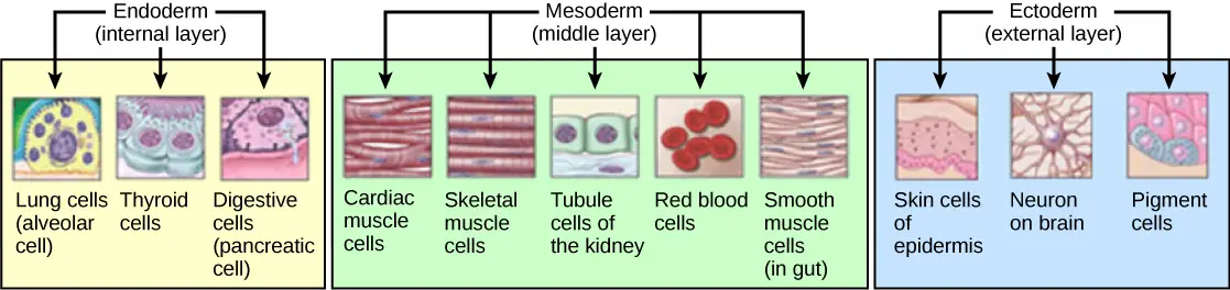 Germ Cell Layers
