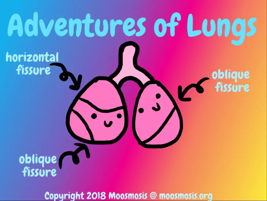 Moosmosis Adventures of Lungs _ Fissures