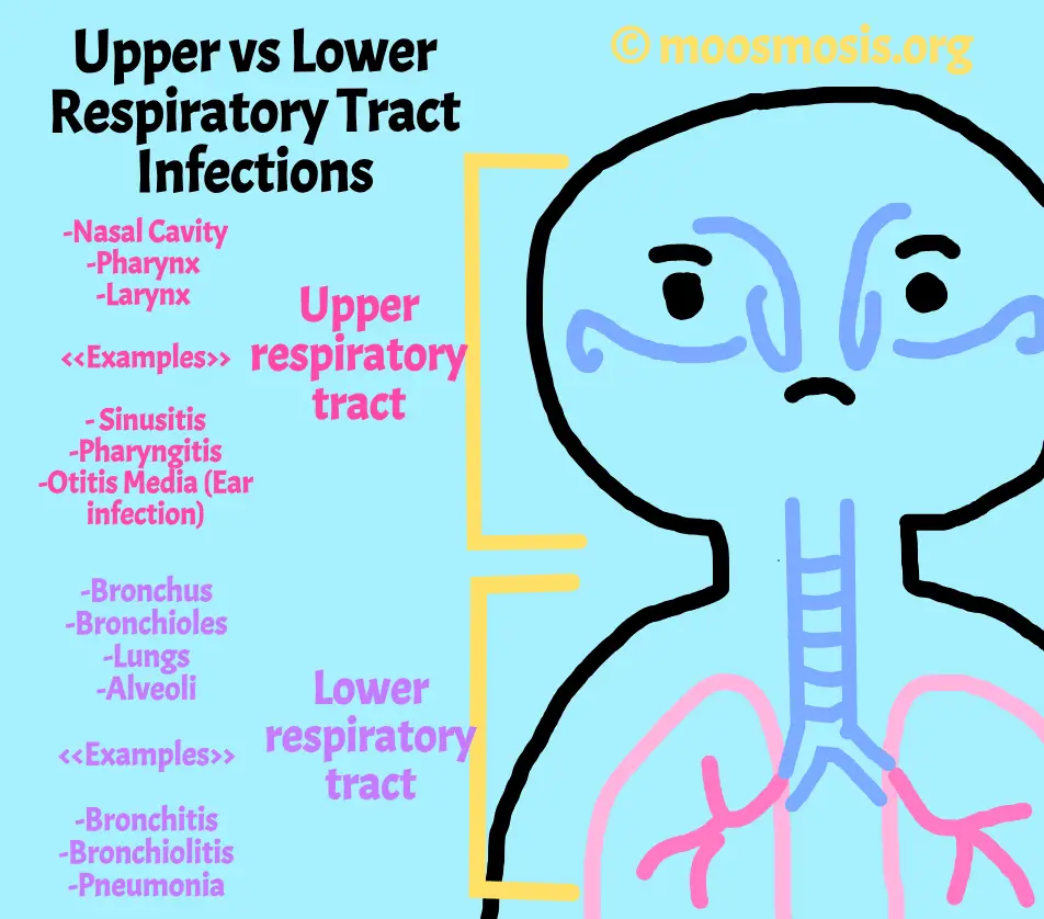 Upper vs Lower Respiratory Tract Infections: Symptoms and Anatomy Diagram