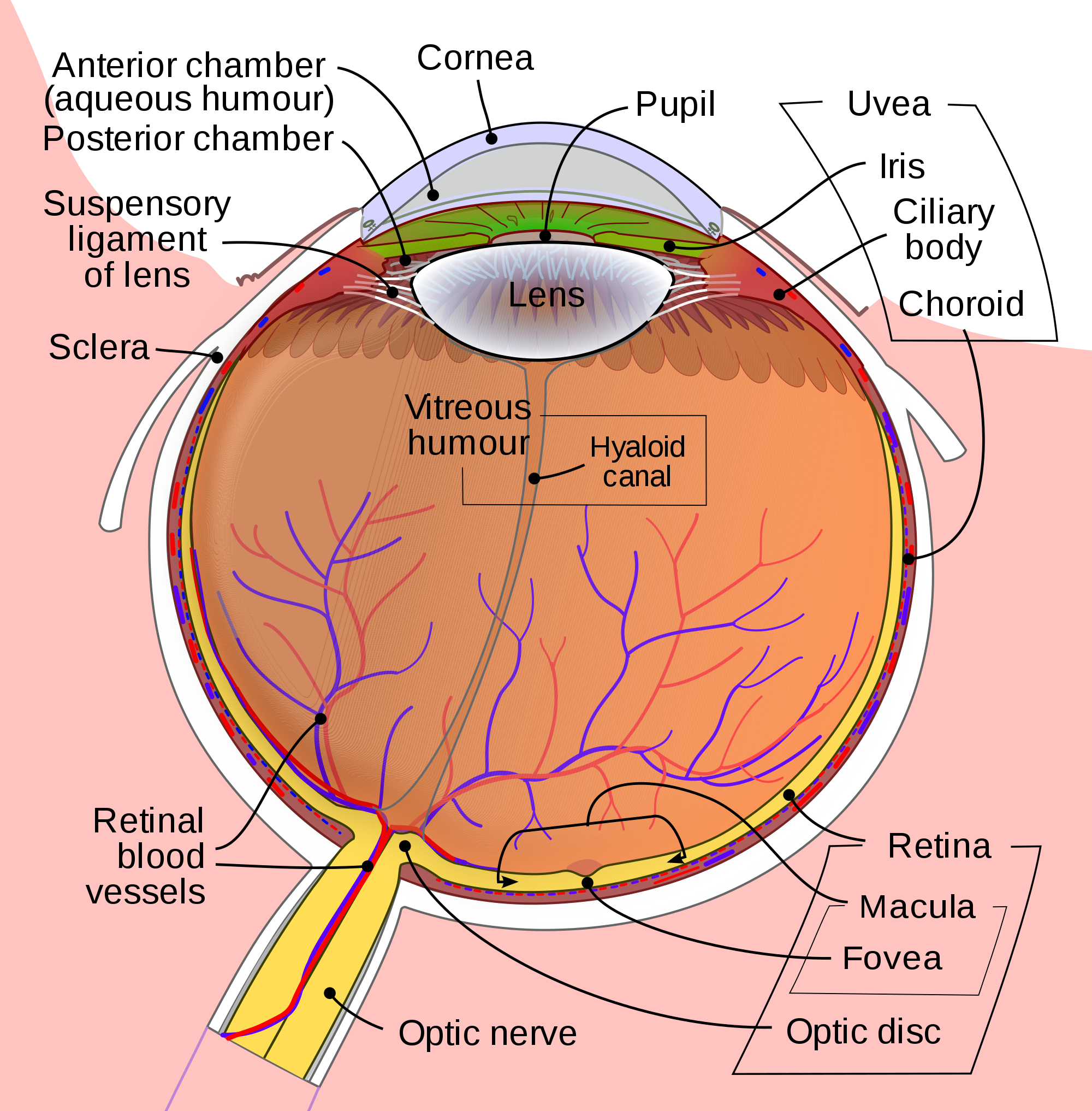 2000px-Schematic_diagram_of_the_human_eye_en.svg