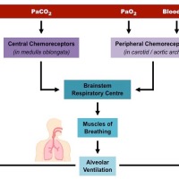 Central Chemoreceptor vs Peripheral Chemoreceptor in Respiration [Biology, MCAT, USMLE]