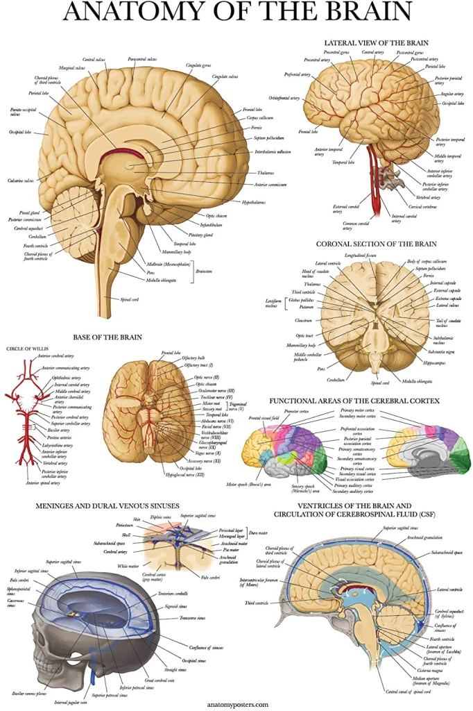 Anatomy, Cerebrum vs Cerebellum, Brain Stem, Subcortical Cortex, Cerebral Cortex [MCAT, USMLE, Biology, Medicine] – Moosmosis