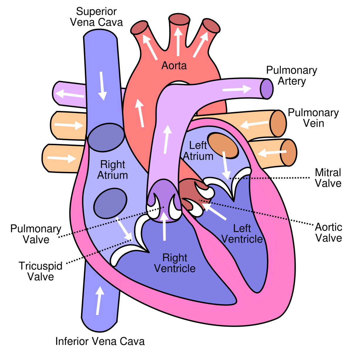 Systemic vs Pulmonary Flow, Heart Blood Flow Steps, Endocardium vs Myocardium vs Pericardium, and Systole vs Diastole [MCAT, USMLE, Biology, Medicine]